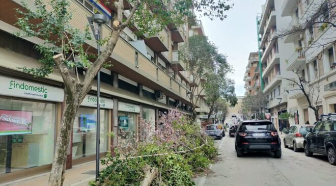 Salviamo alberi del patrimonio urbano, a Pescara almeno qualcuno si muove